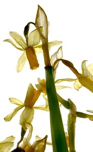 Stand di narcisi